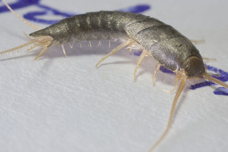 Silverfish Removal detail