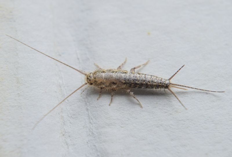 Silverfish Removal detail