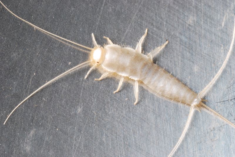 Silverfish Removal detail
