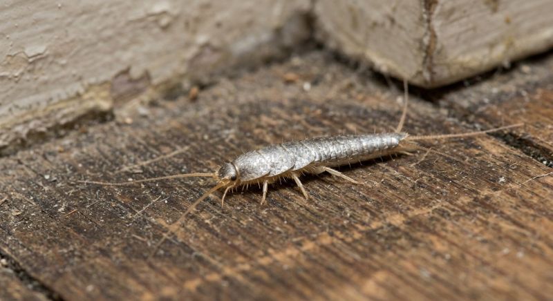Silverfish Removal Service