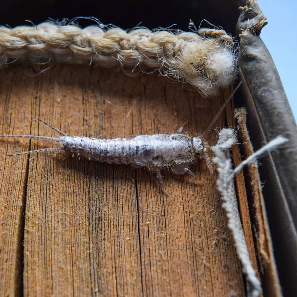 Insect Removal